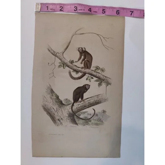 Antique Buffon Engraving Hand Colored 2 Monkeys 'Le Ouititi Le Tamarin' 10x7" - Picture 3 of 10